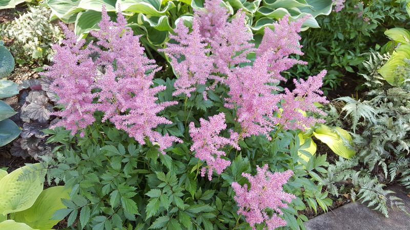 Astilbe