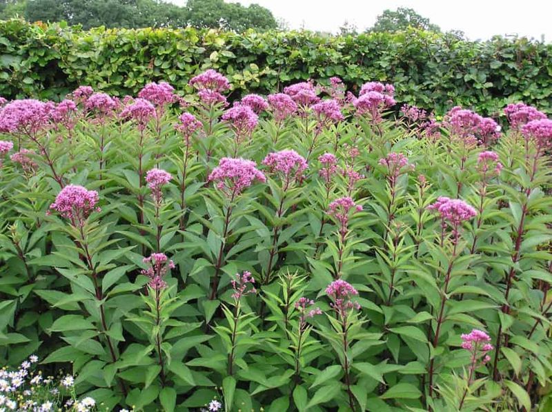 Joe Pye Weed (Eutrochium spp.)