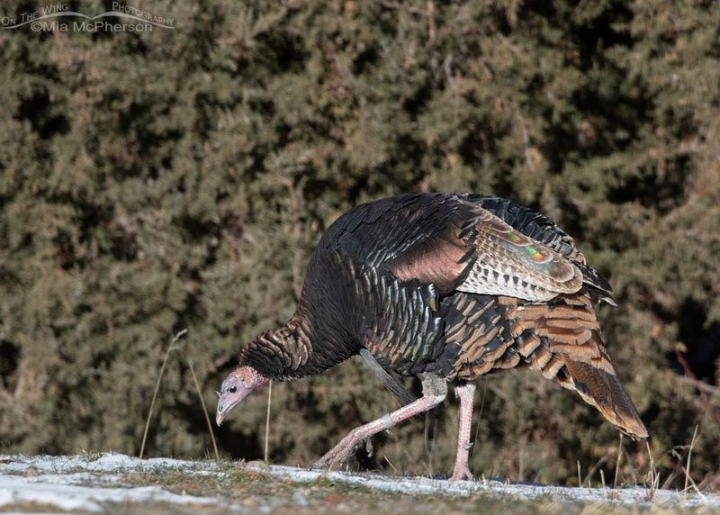 A single turkey cannot certify your yard's health