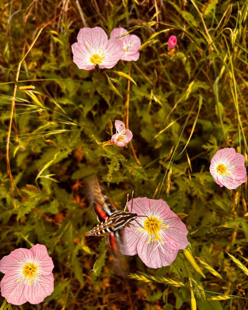 Its dusk-opening flowers feed a nocturnal food web