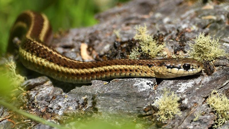Garter Snake