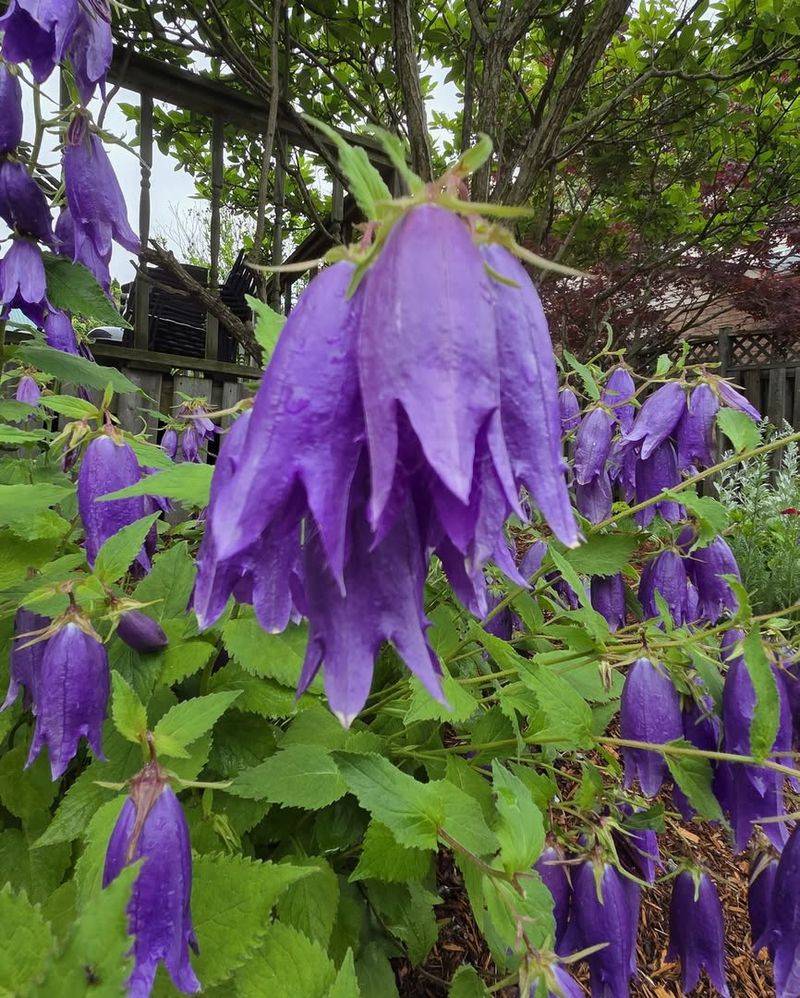 Bellflower (Campanula)