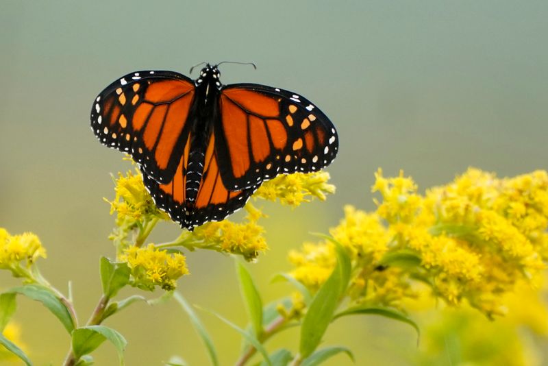 Late-season flowers can support a succession of pollinator resources