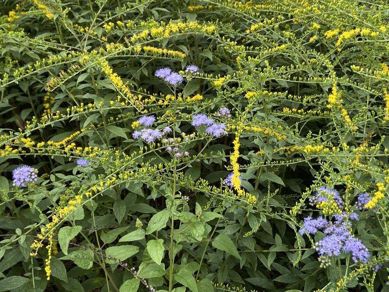 Build a pollinator network around the aster