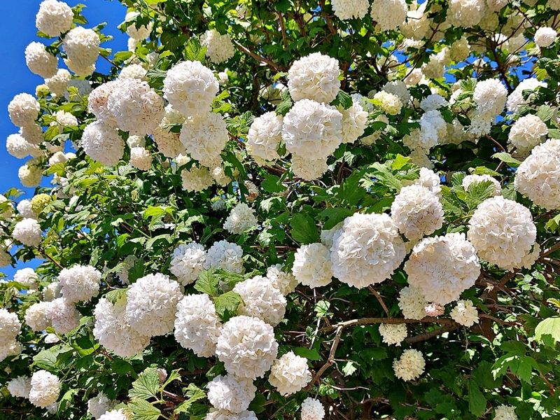 Viburnum