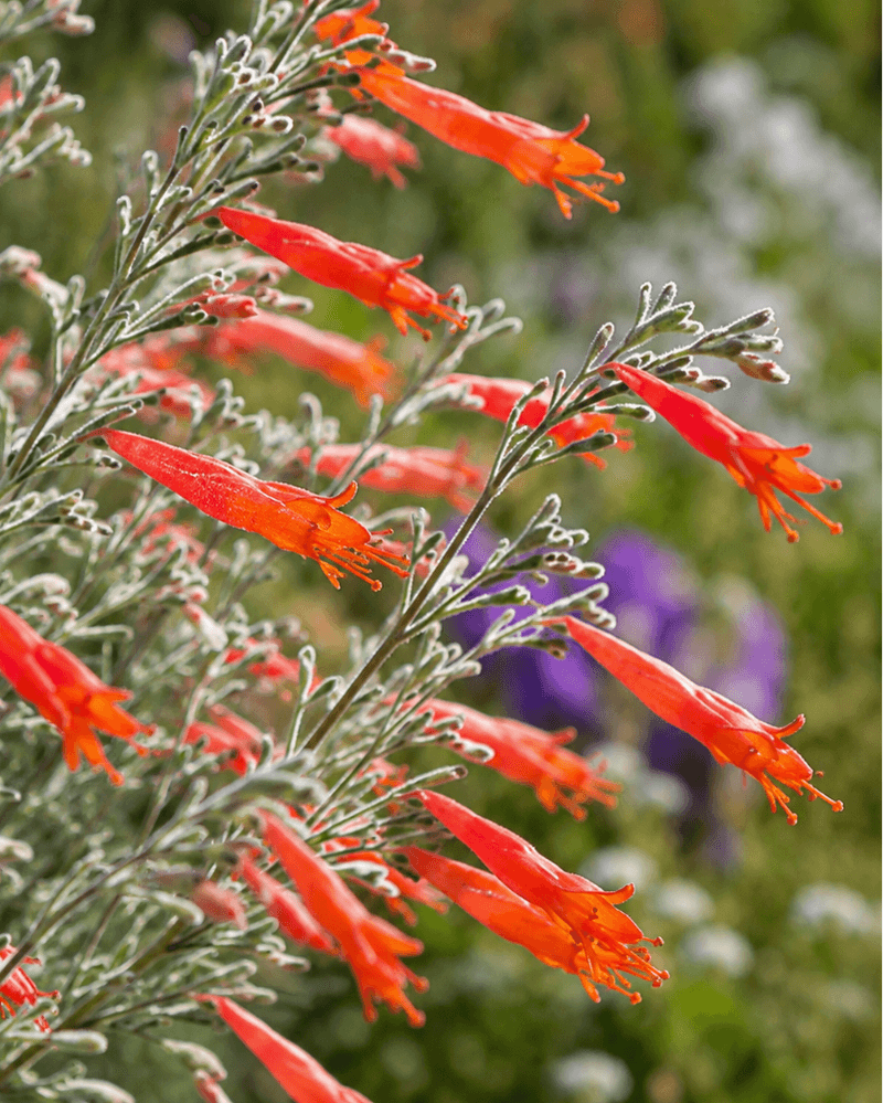 California Fuchsia
