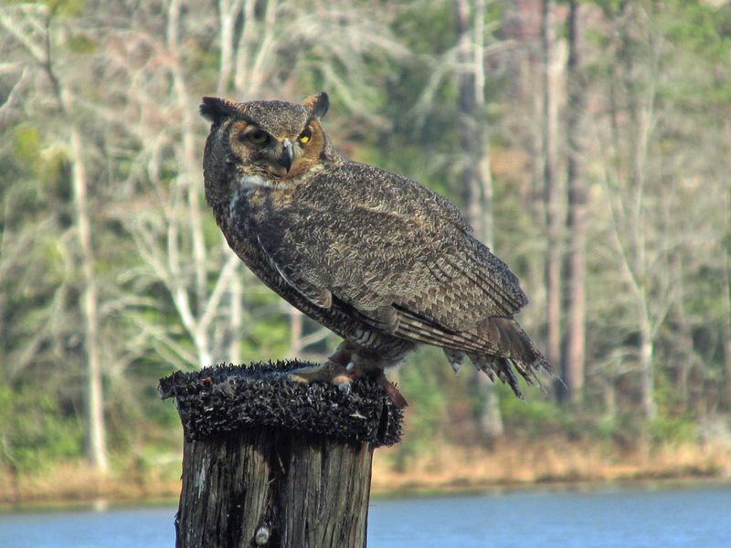 A North Carolina yard can offer more than rodents
