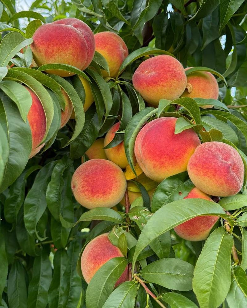 Peaches