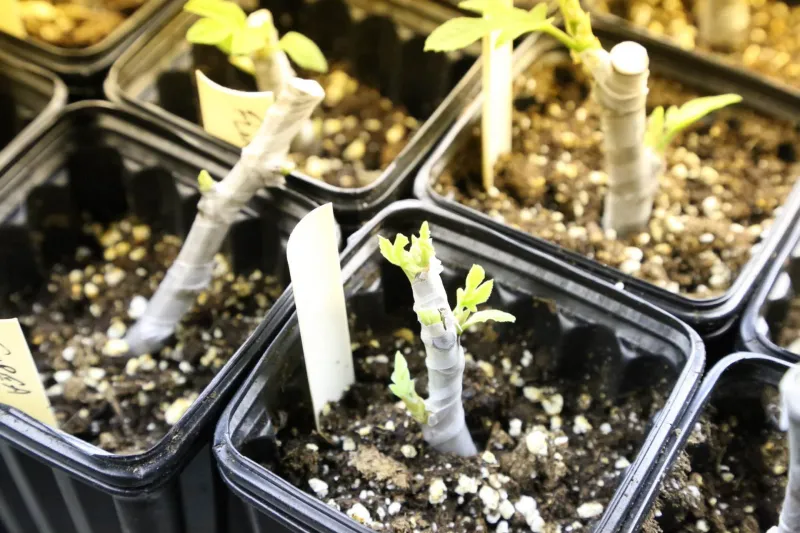 Give the cutting a draining place to root