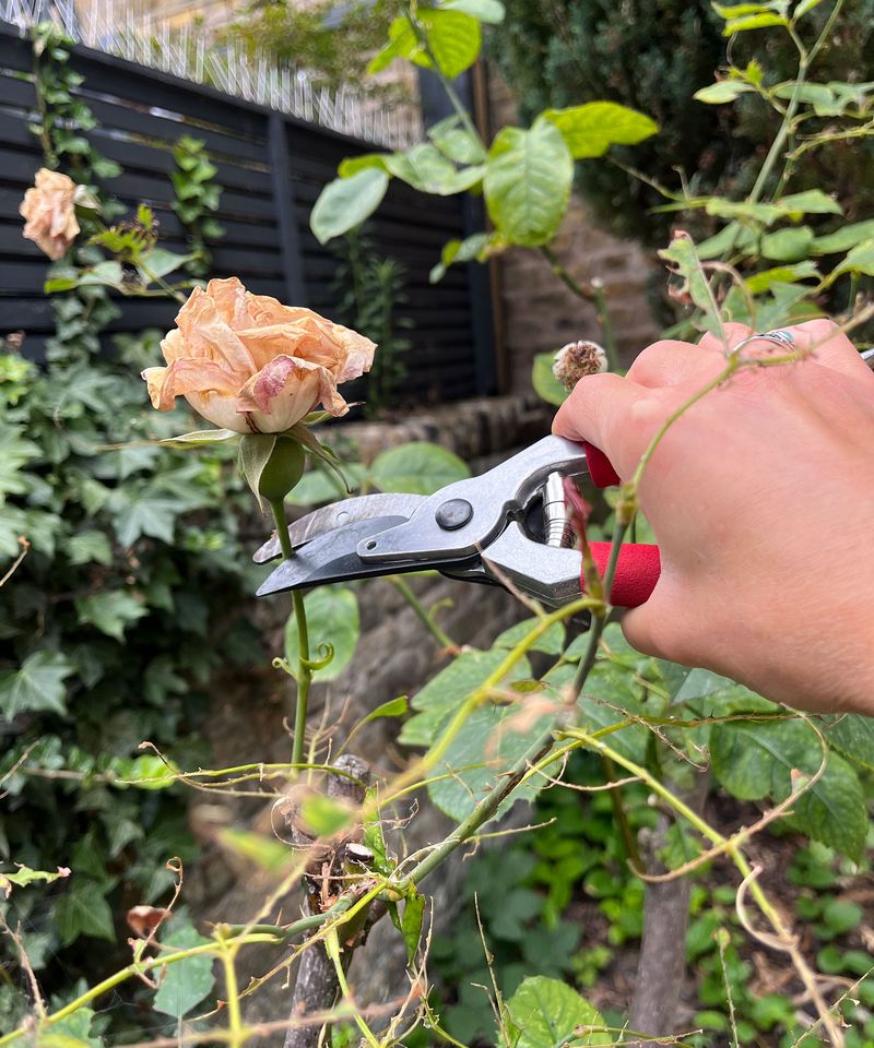 Deadheading can help repeat-flowering roses produce another flush