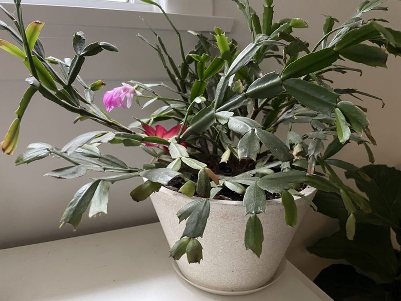 Steady care can reduce stress, not guarantee blooms