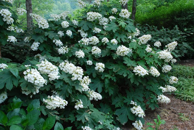 Oakleaf Hydrangea (Hydrangea quercifolia)