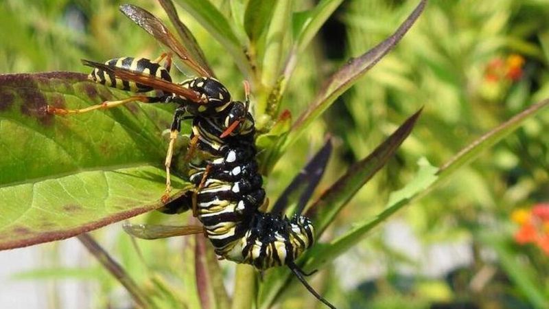 Paper wasps hunt caterpillars for their young
