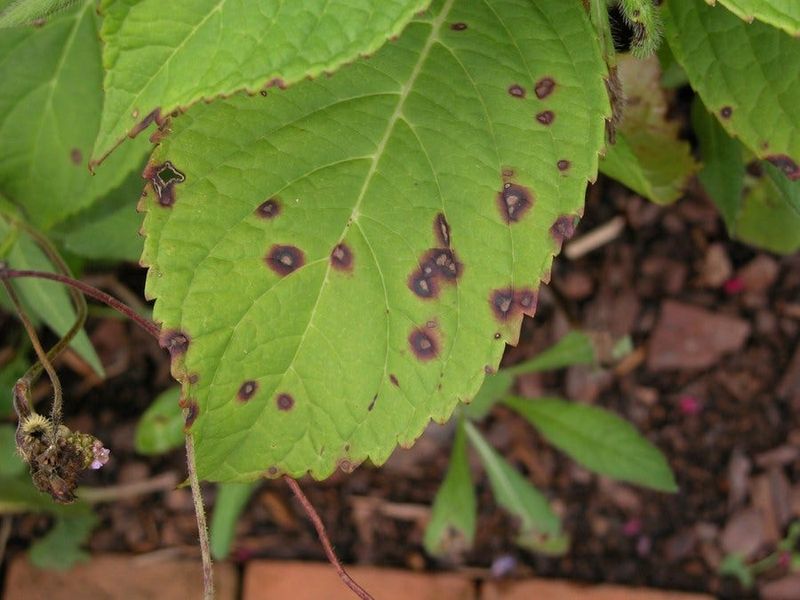 Read the pattern, not just the leaf color