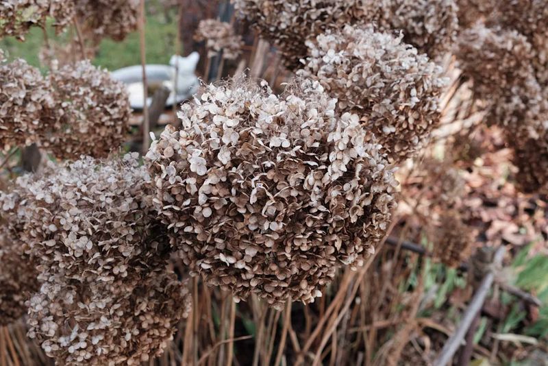 Removing the Old Flowers on Your Hydrangeas