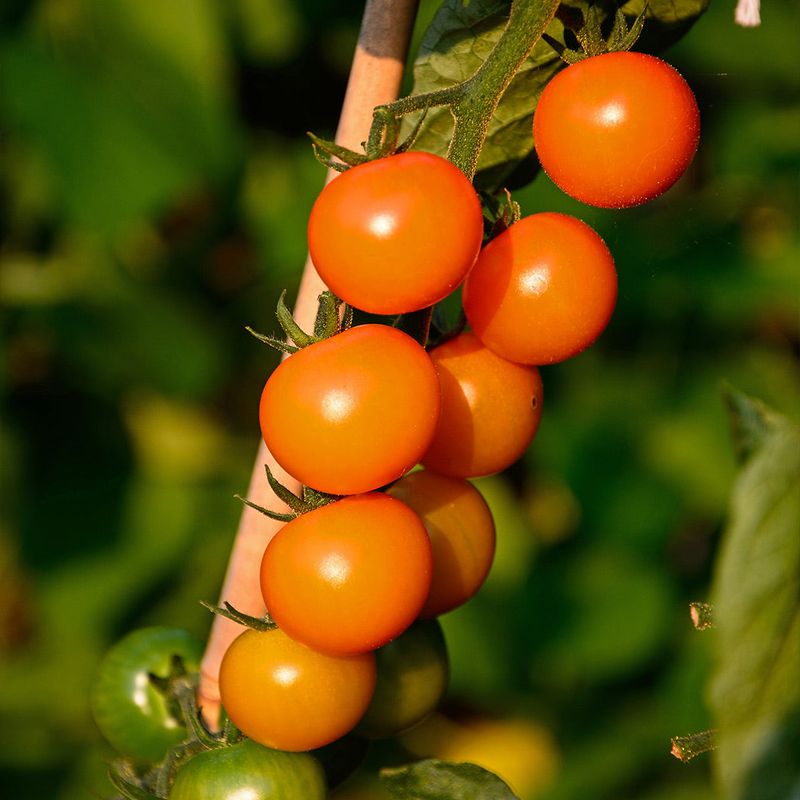 Sungold (Hybrid)