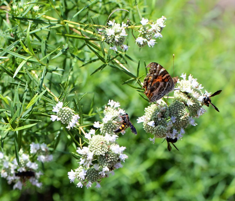 Plant the mountain mint that matches your yard