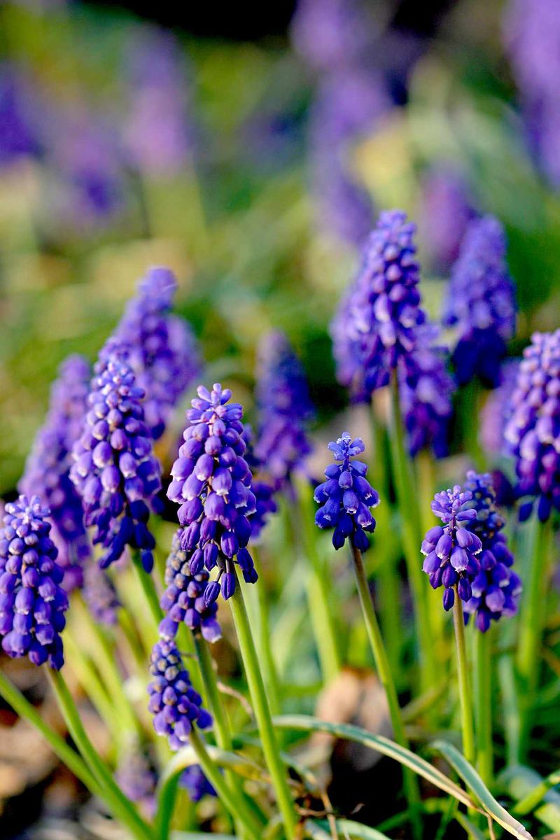 Grape Hyacinth