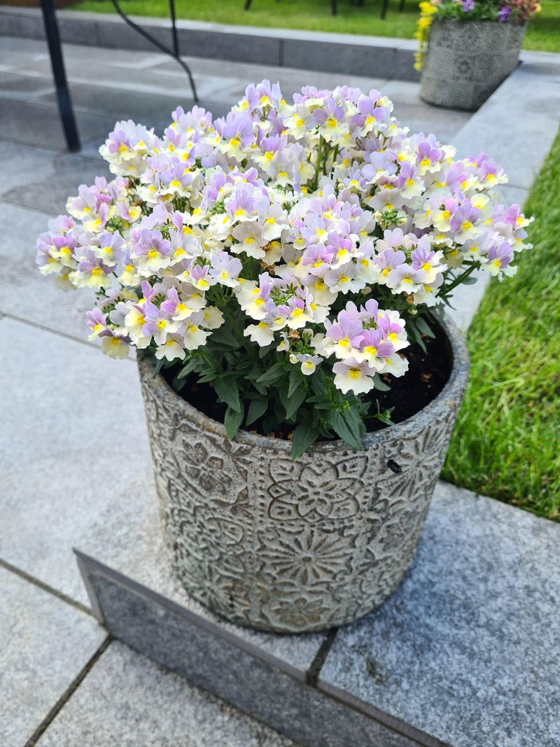 Nemesia