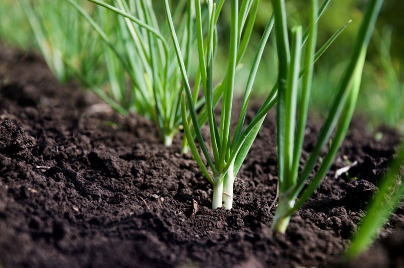 Green Onions