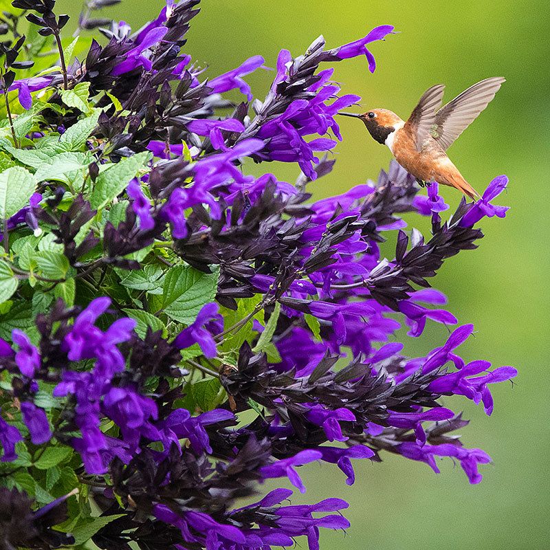 Salvia