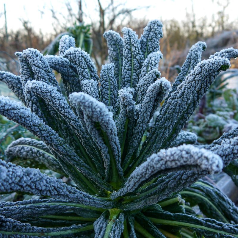 Kale
