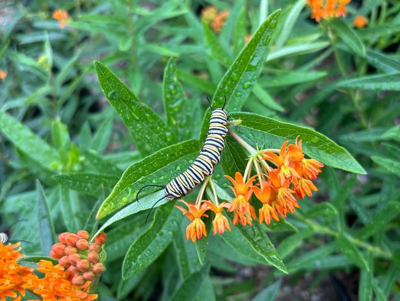 Butterfly Weed (Asclepias tuberosa)