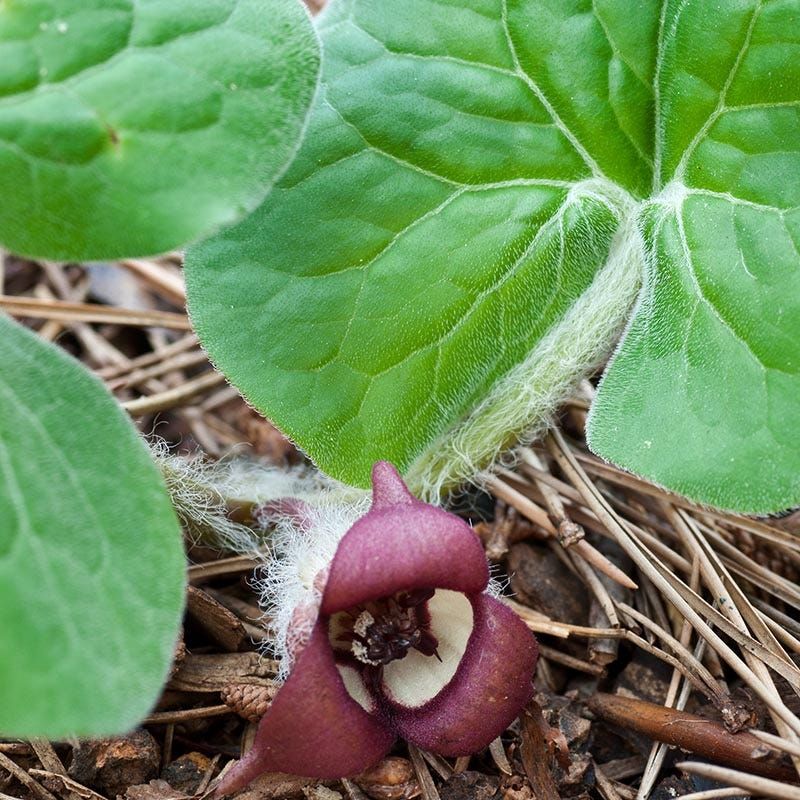 Wild Ginger (Asarum canadense and Hexastylis species)