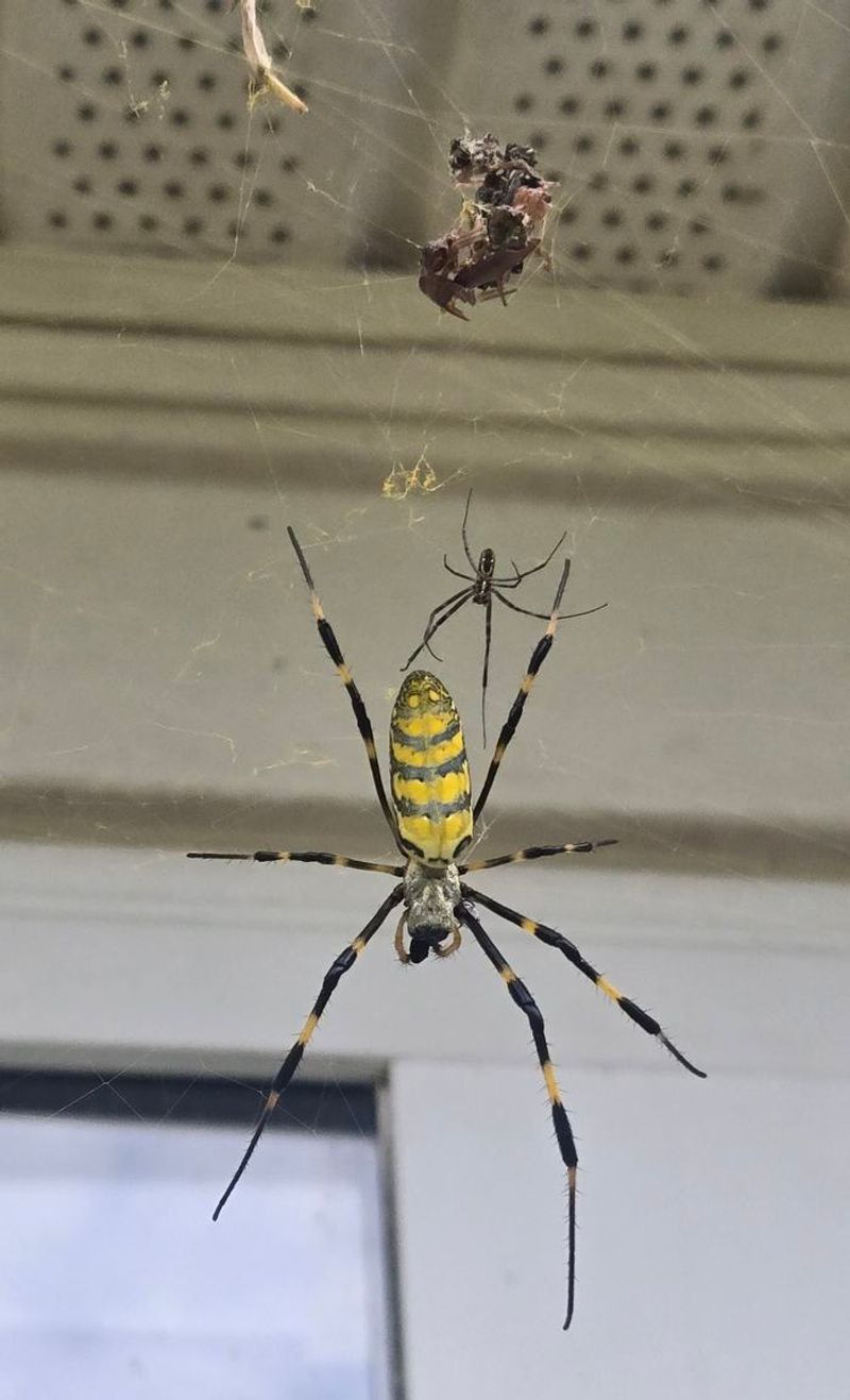 Identify the Spider Before You Decide Its Fate