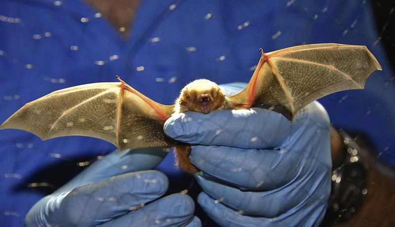 A brief laboratory observation does not establish a nightly rate