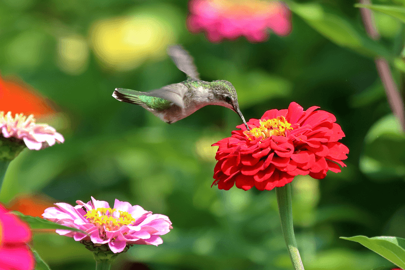 Zinnia (Red varieties)