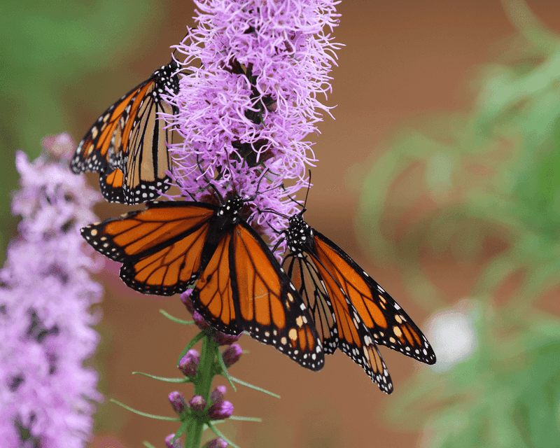Blazing Star (Liatris spicata)