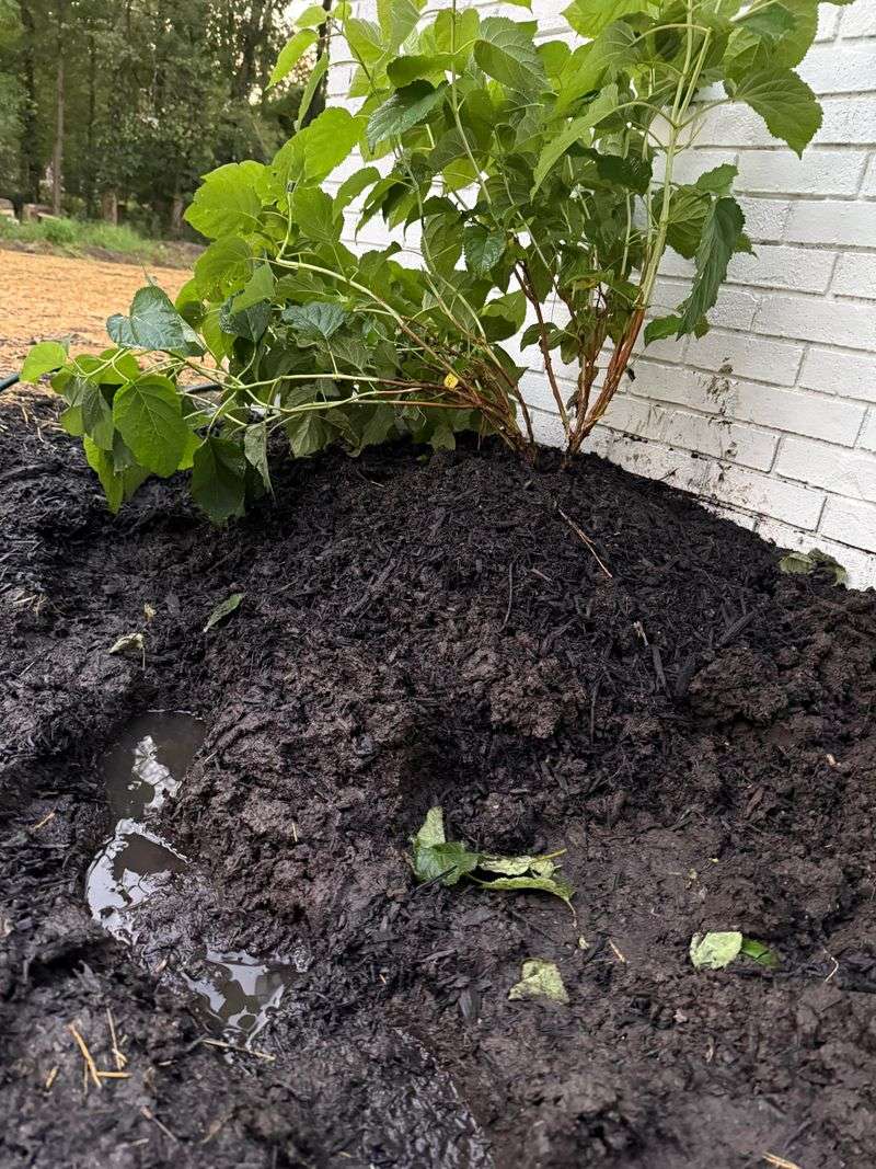 Ensure Good Soil Drainage