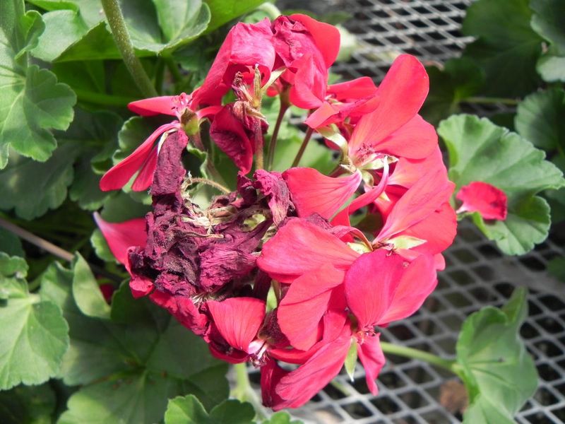 The Flower Head Feels Mushy or Slimy