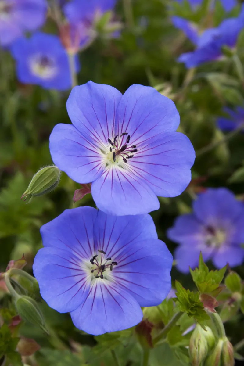 Hardy Geraniums (Cranesbill)