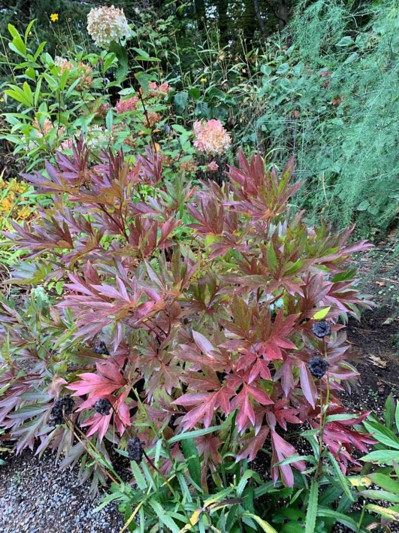 Avoid Early Fall Pruning of Healthy Foliage