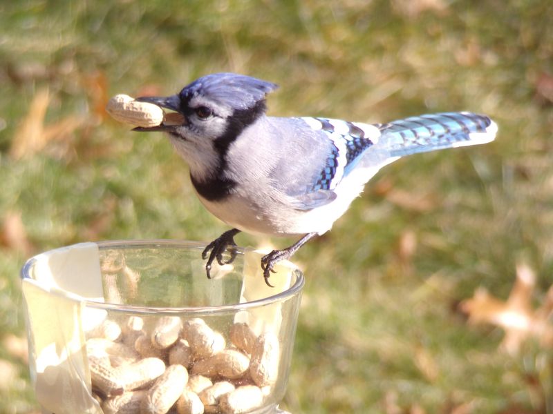 Blue Jay