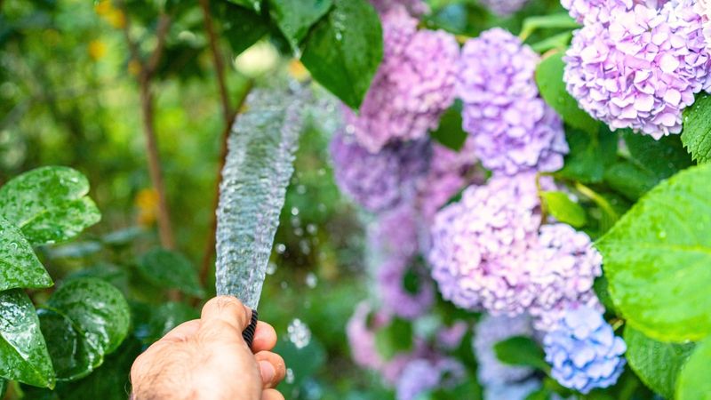 Moisture at the roots is the best late-summer response to dry conditions
