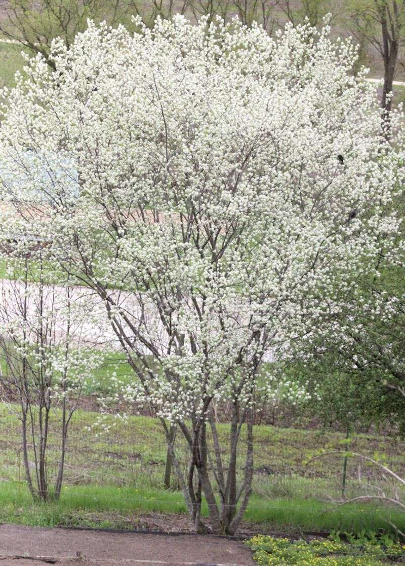 Choose a site that can handle the mature tree