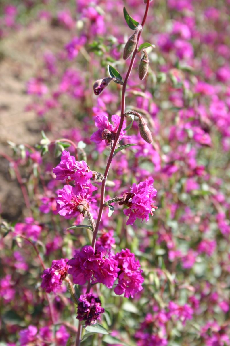 Clarkia