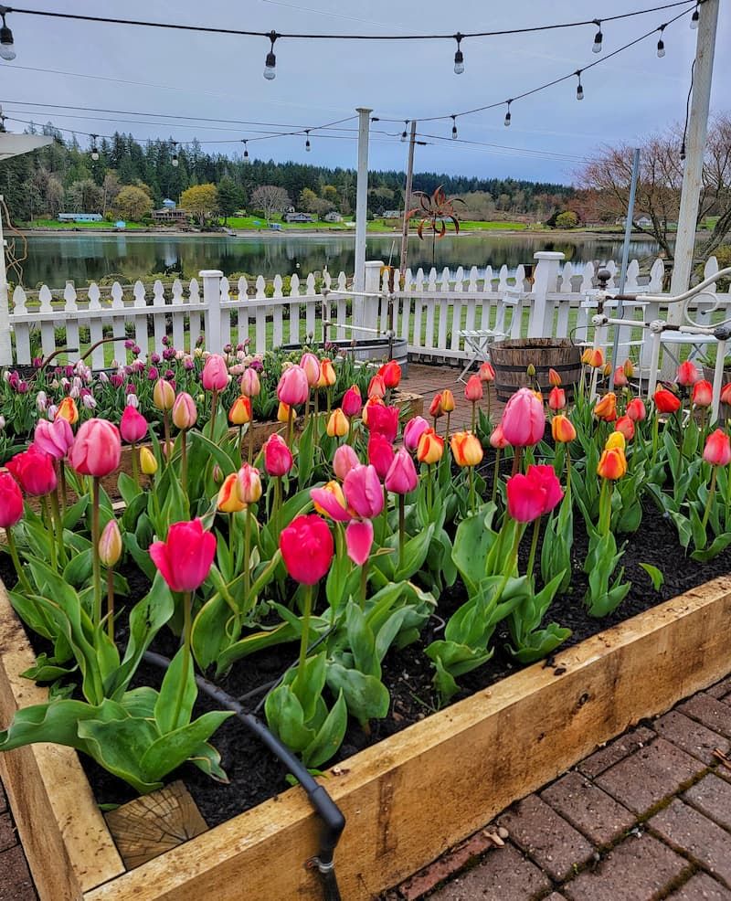 Tulips