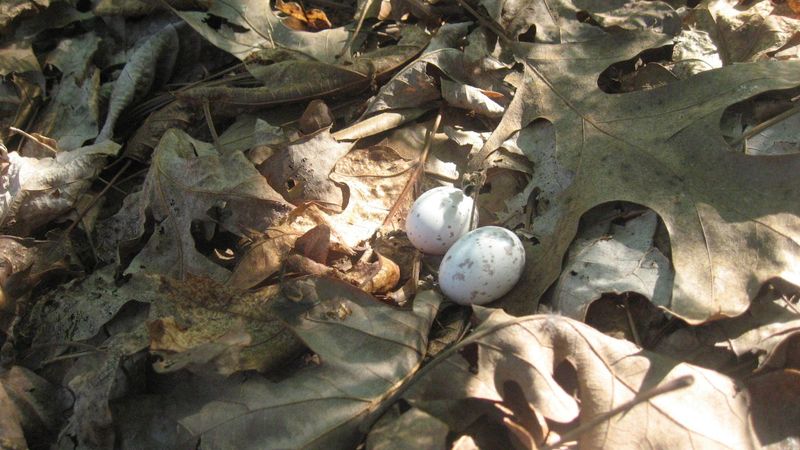 Protect a possible ground nest from a distance