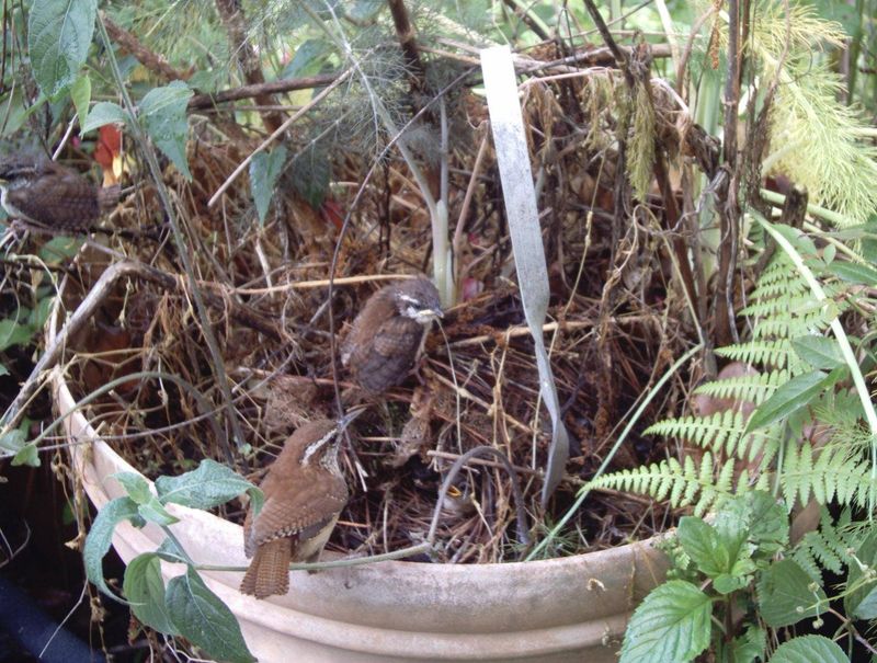 Odd-corner nests are normal for Carolina Wrens