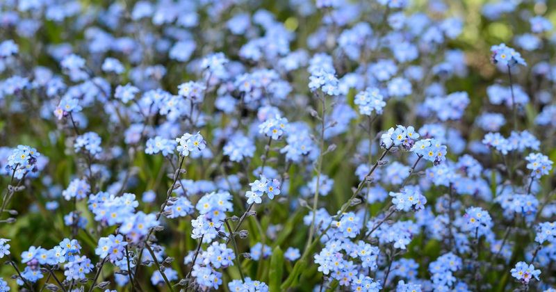 Forget-Me-Nots