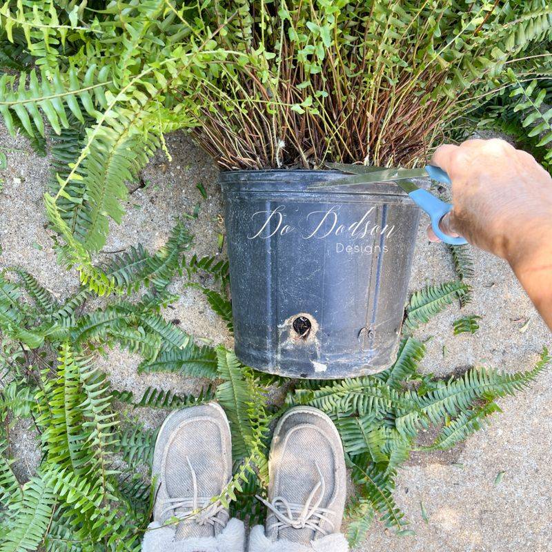 Isolate the fern and keep checking it