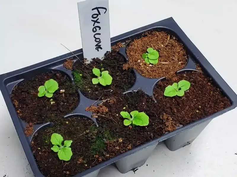 Give seedlings room to establish