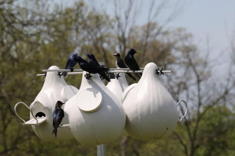 Purple Martin