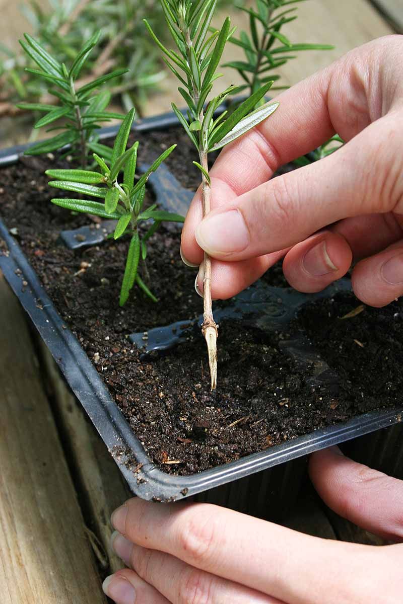 Check for Roots and Care Through Winter