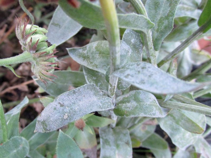 Monitor For Pests And Diseases