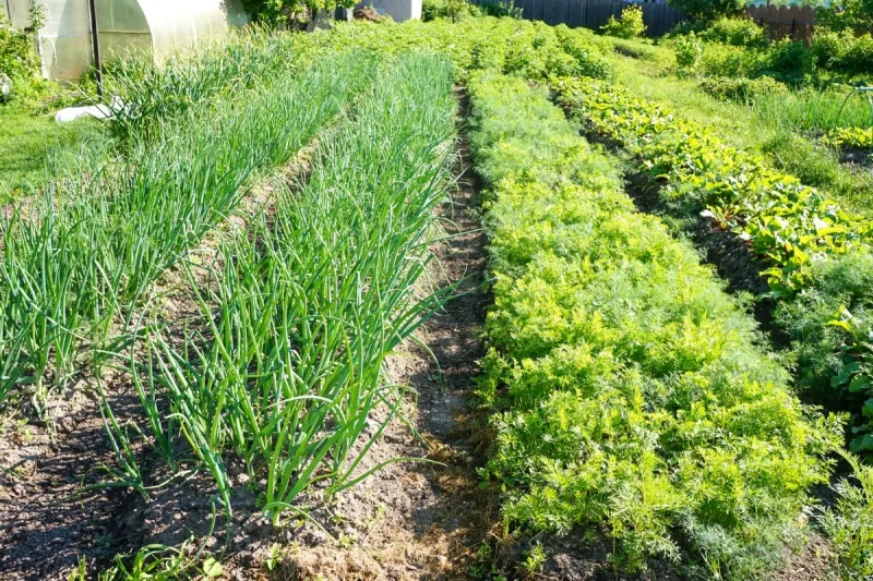 Carrots